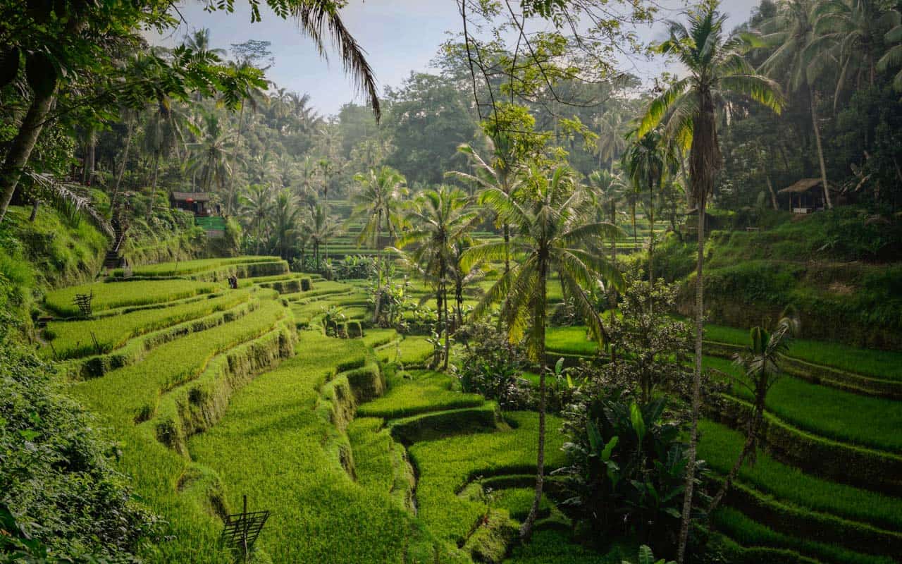 Tegalalang Rice Terrace