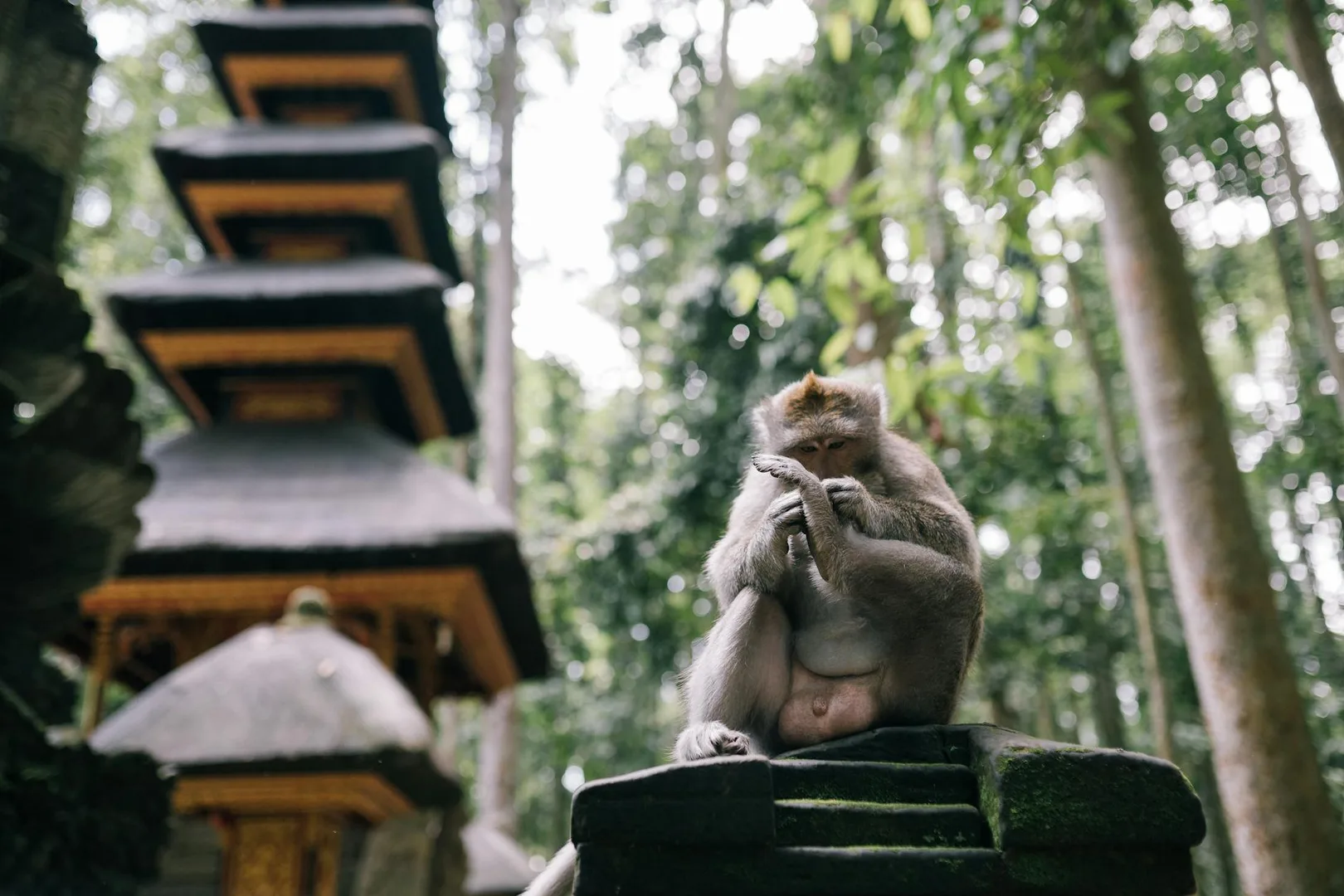 Sangeh Monkey Forest