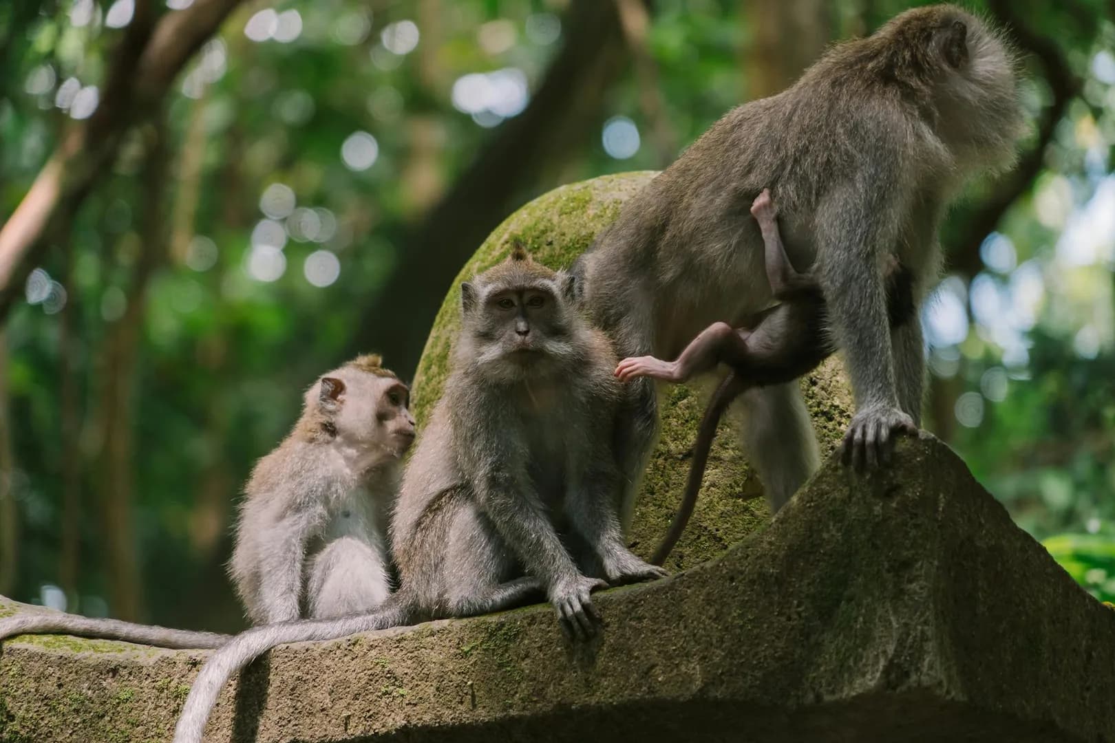Sangeh Monkey Forest