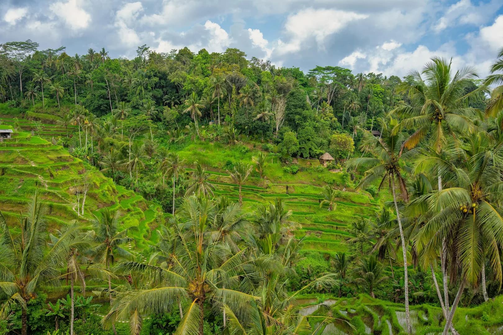 Tegalalang Rice Terrace