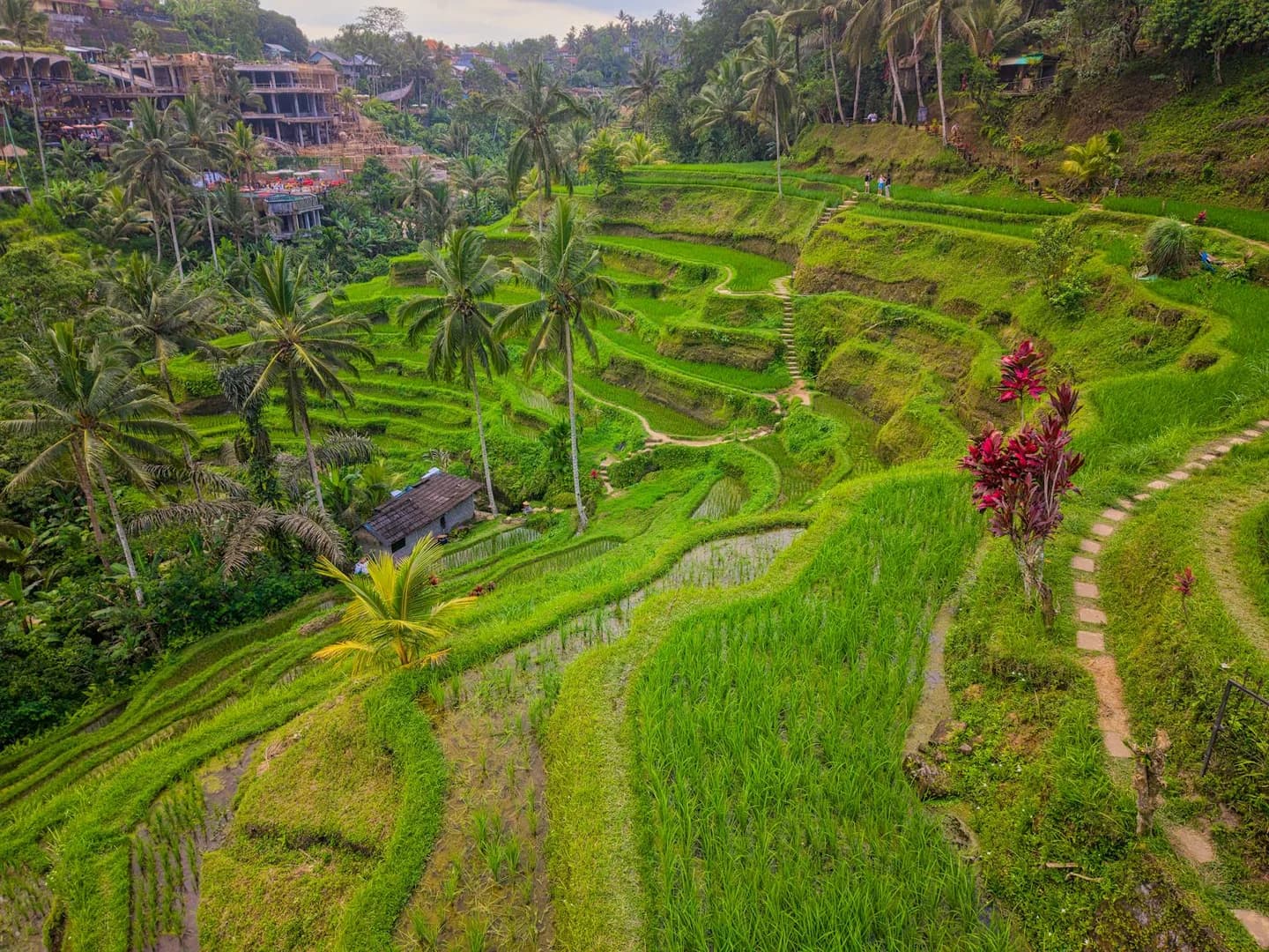 Tegalalang Rice Terrace